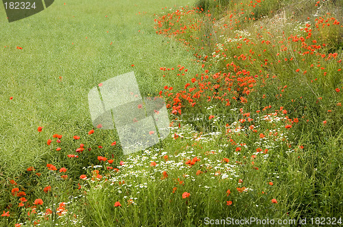 Image of Poppies