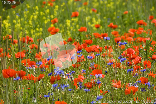 Image of Poppies 02