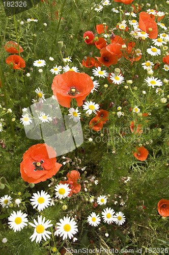 Image of Poppies