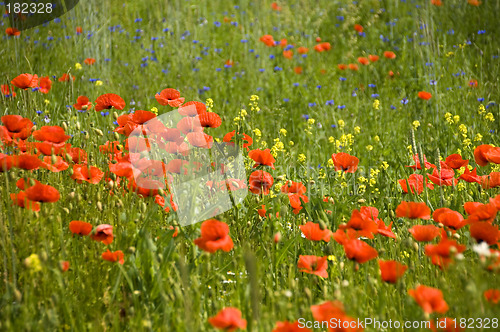 Image of Poppies 04