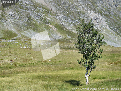 Image of Lonely tree - endurance and power