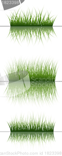 Image of grass on water