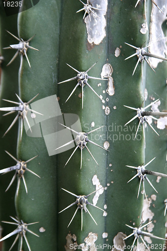 Image of Cactus Detail
