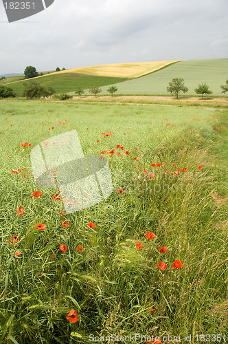 Image of Poppies 08