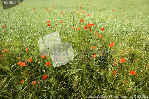 Image of Poppies 11