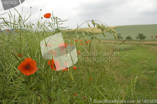 Image of Poppies 12