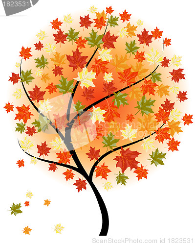 Image of Autumn maples