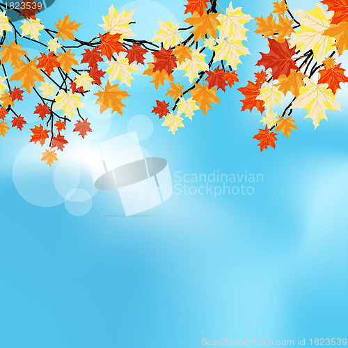 Image of Autumn maples