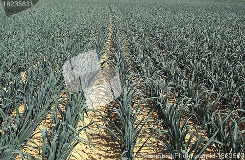 Image of cultivation of leeks in the sand in a field in Normandy