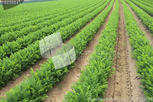 Image of cultivation of carrots in the sand in a field in Normandy