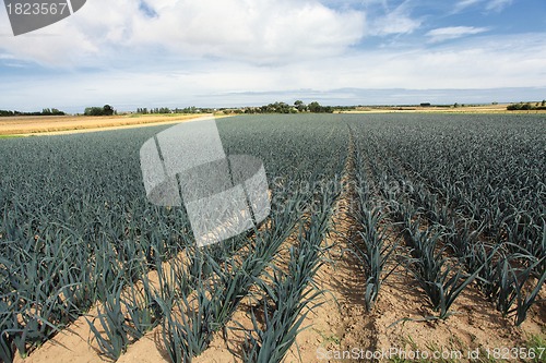 Image of cultivation of leeks in the sand in a field in Normandy