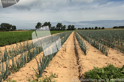 Image of cultivation of leeks in the sand in a field in Normandy