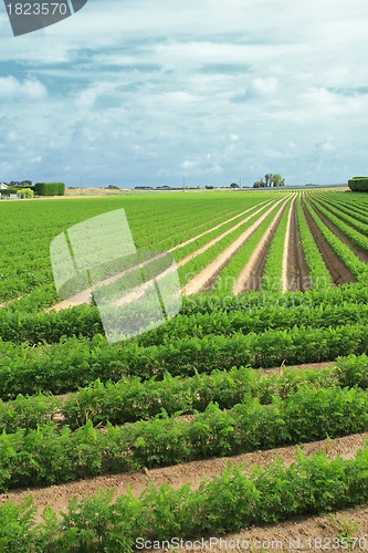 Image of cultivation of carrots in the sand in a field in Normandy