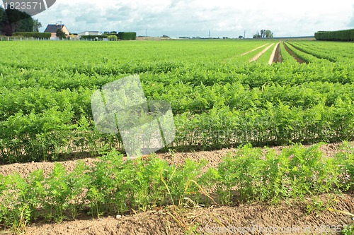 Image of cultivation of carrots in the sand in a field in Normandy
