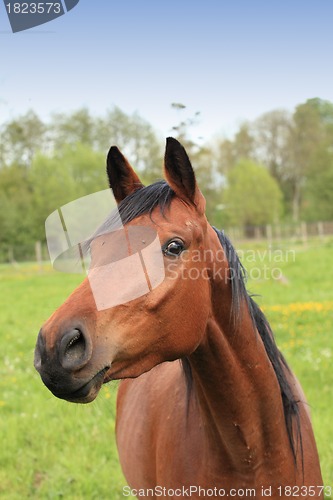 Image of head and neck of a horse brown