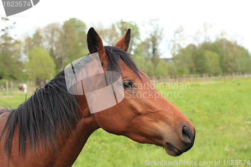 Image of head and neck of a horse brown