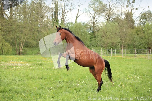 Image of brown horse prancing in a meadow in spring