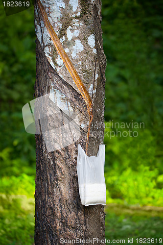 Image of Tapping Hevea tree for latex production