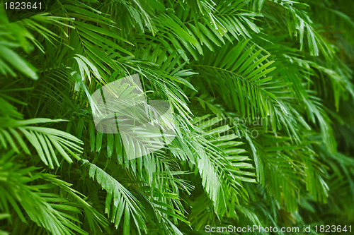 Image of Palm foliage background 