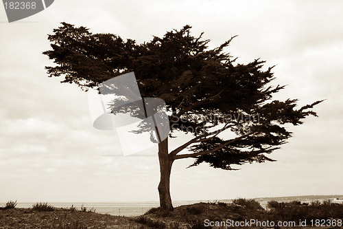 Image of Tree on the beach