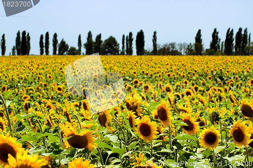 Image of Sunflowers field