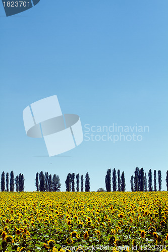 Image of Sunflowers field