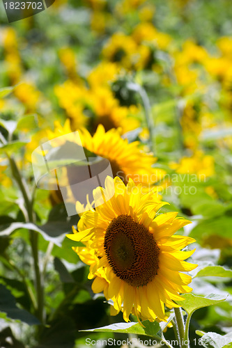 Image of Sunflowers field