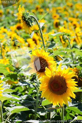 Image of Sunflowers field