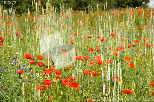 Image of Poppies