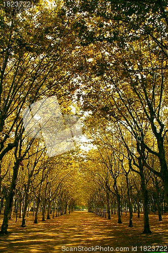 Image of YELLOW TREES