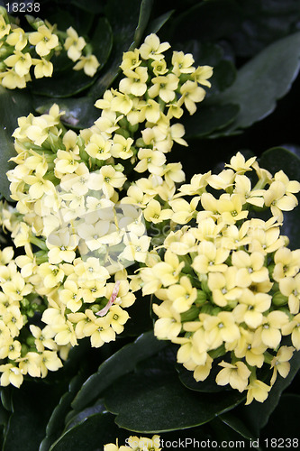 Image of Small Yello Flower