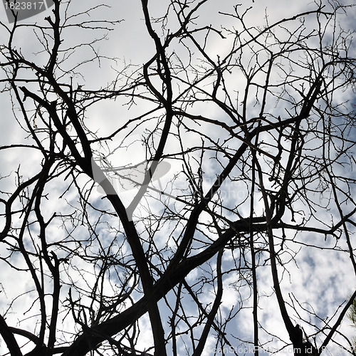 Image of tangled branches