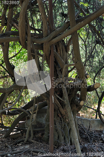 Image of tangled tree branches