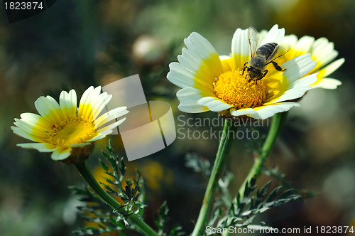 Image of honey bee