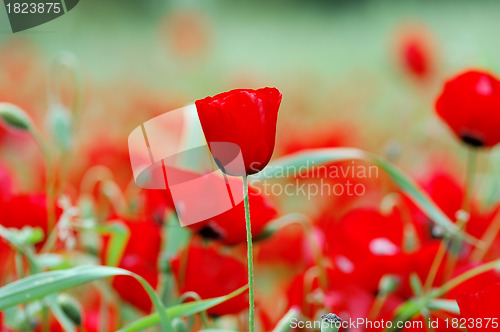 Image of blooming poppy flowers