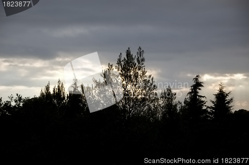 Image of forest silhouette