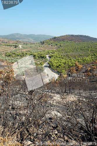 Image of burned trees