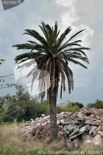 Image of urban tropics