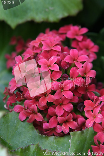 Image of Pink Flower