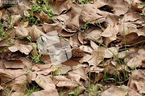 Image of brown leaves