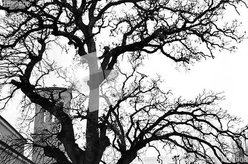 Image of church tree