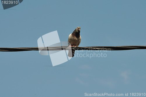 Image of pigeon