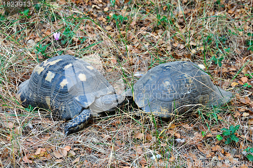 Image of forest turtles