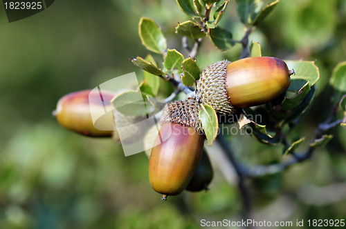Image of acorn