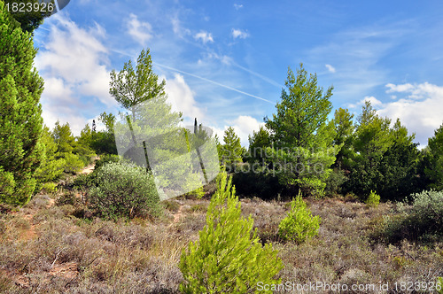 Image of pine forest