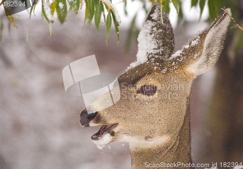 Image of Mule deer feeding