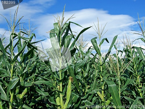 Image of Corn stalk