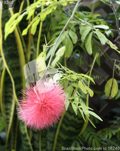 Image of Pink Blossom