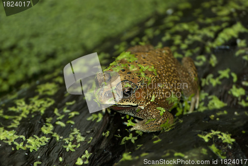 Image of Frog