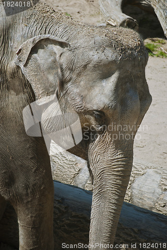 Image of Elephant